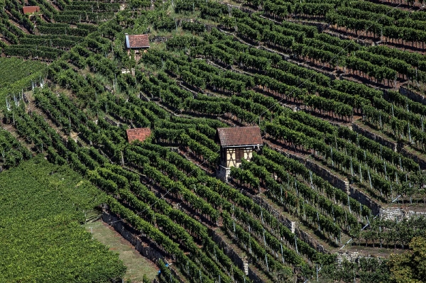 Diese Weingärten wurden zwischen