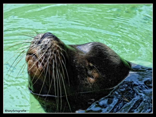 Auftauchen oder Abtauchen,