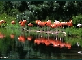 Siesta bei Familie Flamingo im 