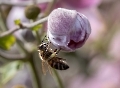 Die schlüpft immer wieder in die Blüte