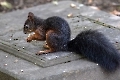 Er ist das schönste Eichhörnchen  auf dem  Friedhof