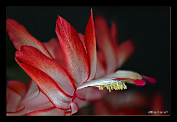 Weihnachtskaktus Blüte