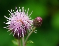 feine Distel