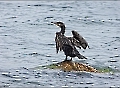 Der Kormoran verweilt auf