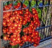 Gartenblumen Astern