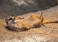 Wenn ich schon mal am Strand bin