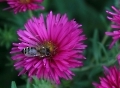 Im Garten blüht es noch 