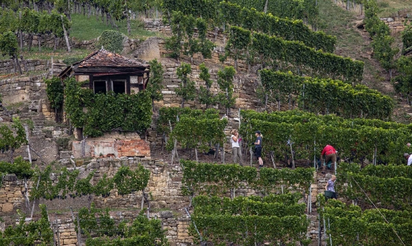 Die Weinlese ist in vollem Gange