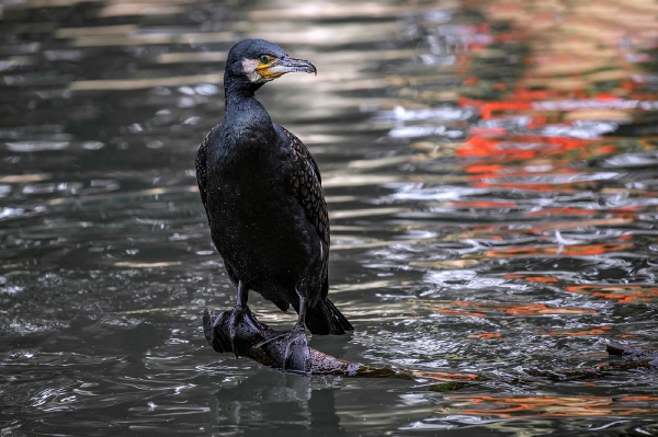 Hier gönnt sich der Kormoran eine