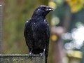 Krähen lügen wie gedruckt.