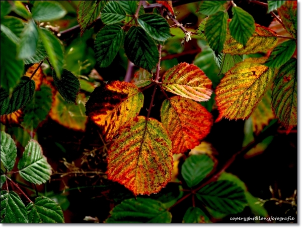 Brombeerblätter im Herbst