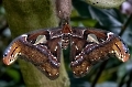 Das ist ein Atlasspinner (Attacus atlas).