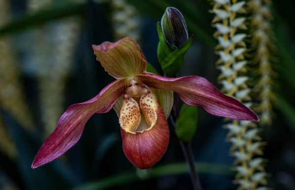 Die Orchideen stehen hinter Glas