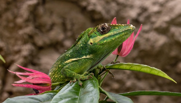 Das Chamäleon sitzt am liebsten in seinem Garten