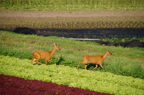 auf dem Feld