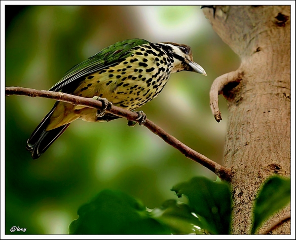 Schöner Vogel