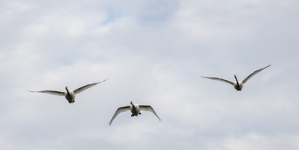 Familie Schwan machte heute einen Rundflug