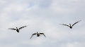 Familie Schwan machte heute einen Rundflug