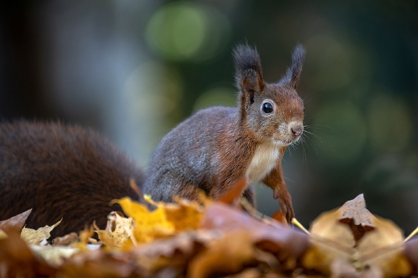 Hier schleicht er sich an ein Weibchen ran