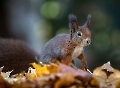 Hier schleicht er sich an ein Weibchen ran