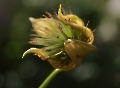 Am Rande des geschlossenen Botanischen Gartens...