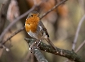 Das Rotkehlchen hat sein Wintergefiederr