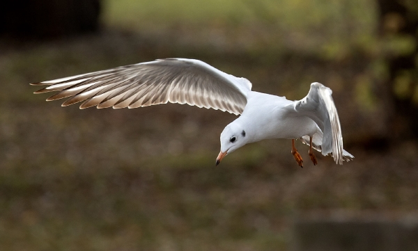 Die hat gesehen das ich die Krähen