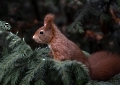 Augen auf beim Christbaumkauf