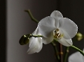 Orchideen