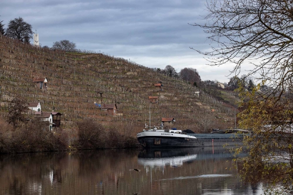 Die Weinberge am Neckar sind jetzt alle kahl