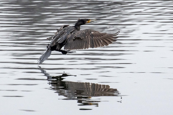 Der Kormoran landet mit den Beinen voraus