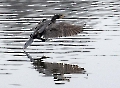 Der Kormoran landet mit den Beinen voraus