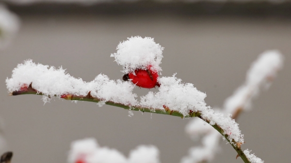 Lustig was so aus Pflanze und Schnee entsteht