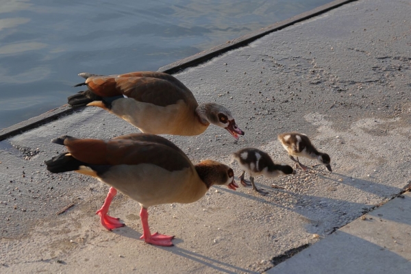 Familie Nilgans...