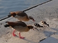 Familie Nilgans...