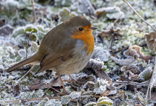 So ein Rotkehlchen ist auch richtig Winterfest