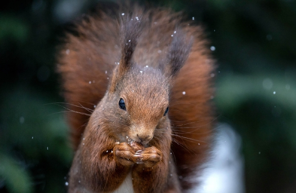 Wenn es schneit wird nur schnell die Nuss vertilgt