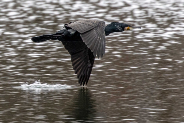 Derzeit düsen die im Tiefflug über den Neckar