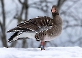 Mit Schnee haben Gänse keinerlei Problem