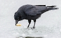 Der scheue Eisvogel :-)