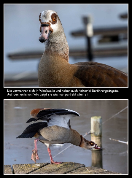 Nilgans