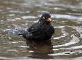 Herr Amsel war heute sogar im Freibad.