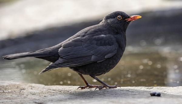 Die Amsel wollte gerne im Brunnen baden