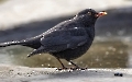 Die Amsel wollte gerne im Brunnen baden