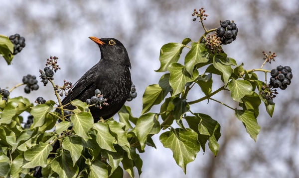 Herr Amsel sitzt wie immer in seinem Schlemmerparadies