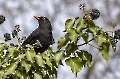 Herr Amsel sitzt wie immer in seinem Schlemmerparadies