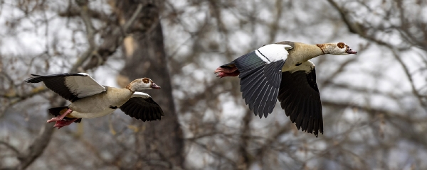 Die Nilgänse fliegen sicherlich nach  Hause