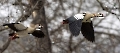 Die Nilgänse fliegen sicherlich nach  Hause