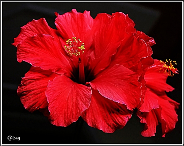 Hibiskusblüte