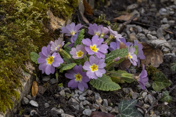 Zwischen den Grabsteinen sprießen 